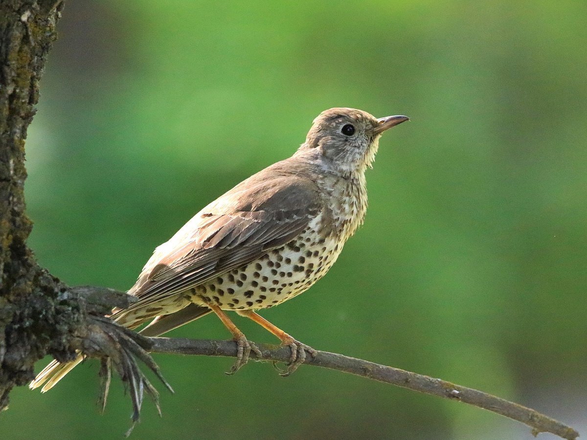 Дрозд-деряба (turdus viscivorus)