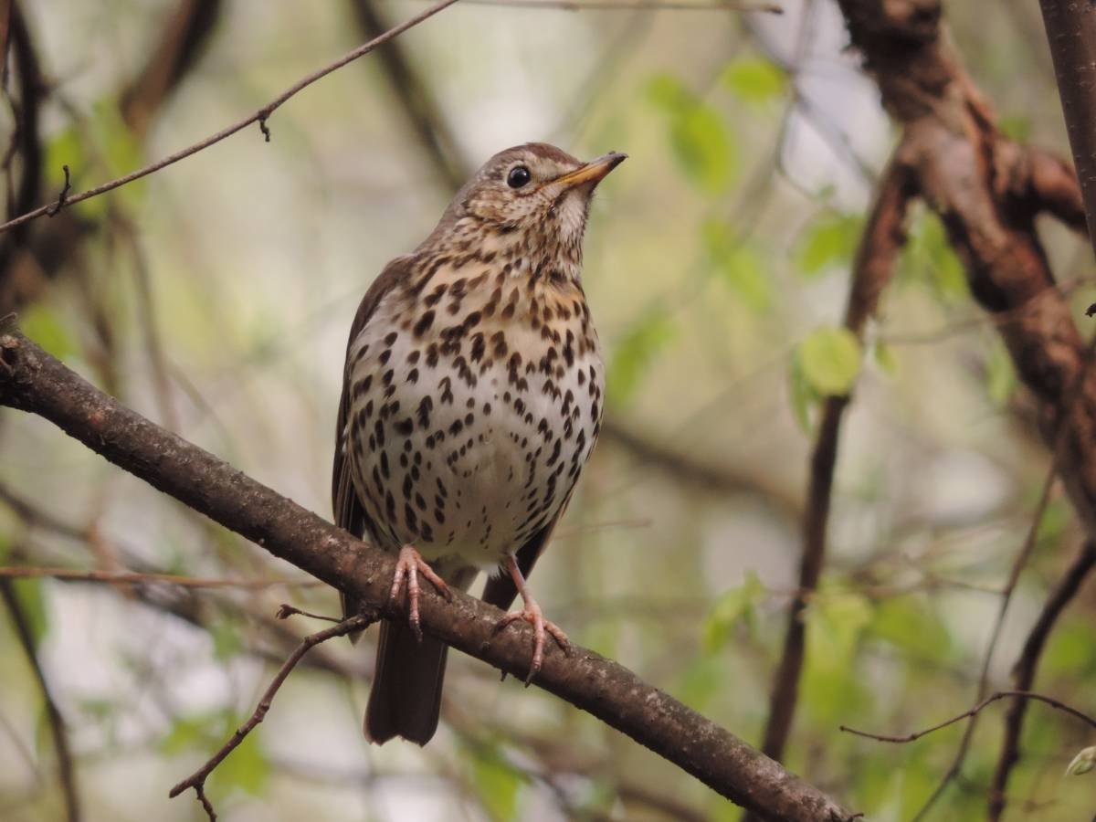 Белогрудый Дрозд