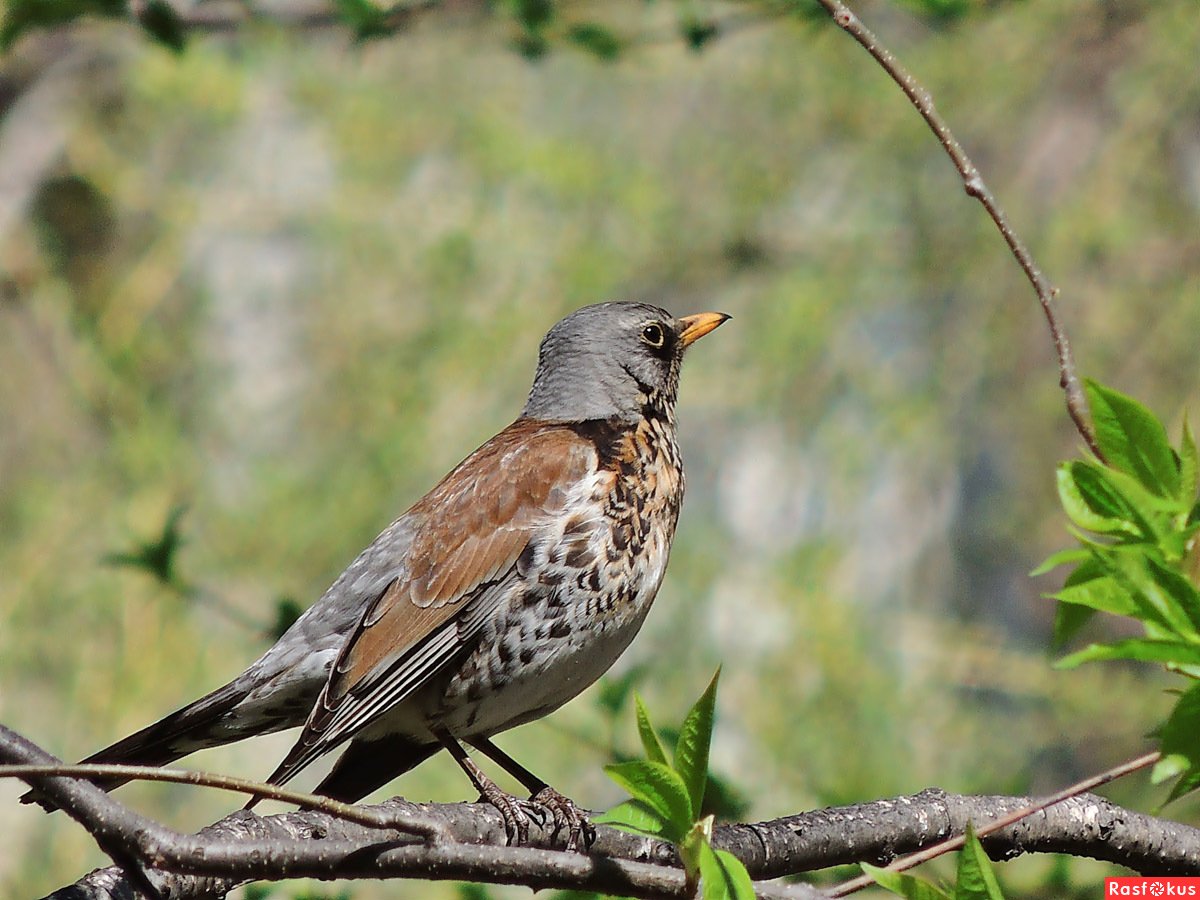 Красноголовый Дрозд