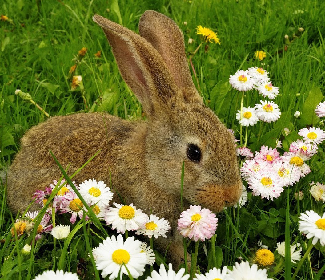 Зайчик с морковкой