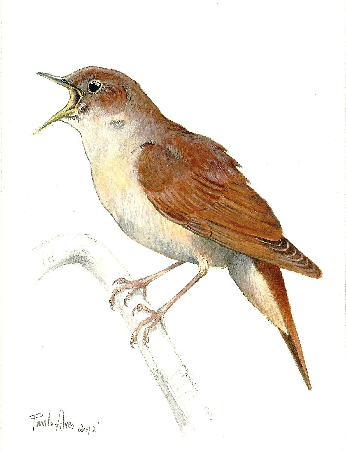 Соловей вектор