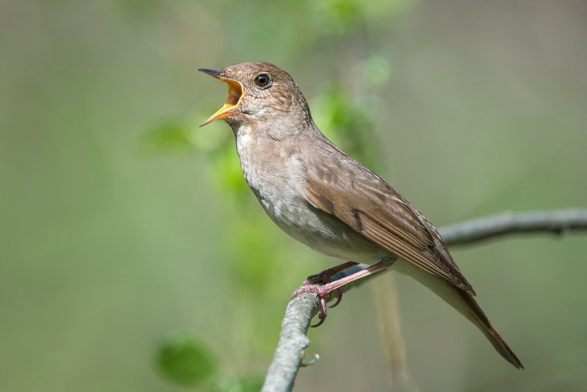 Винтажные весенние птицы