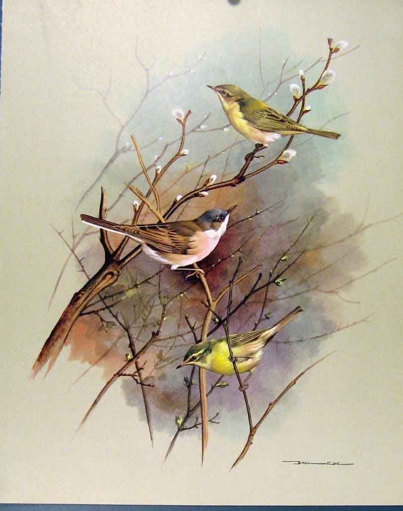 Птица карандашом