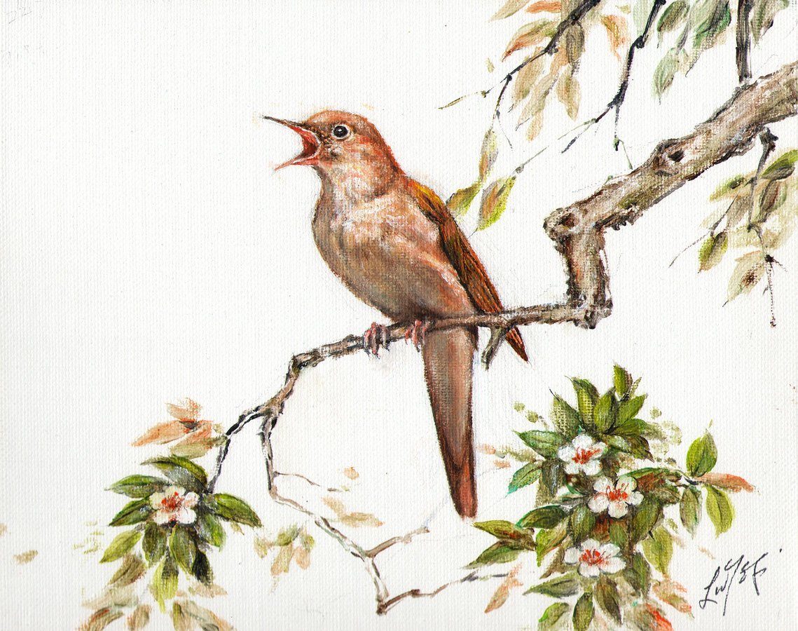 Птицы поют на рассвете