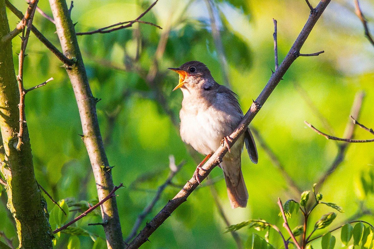 Птички ретро