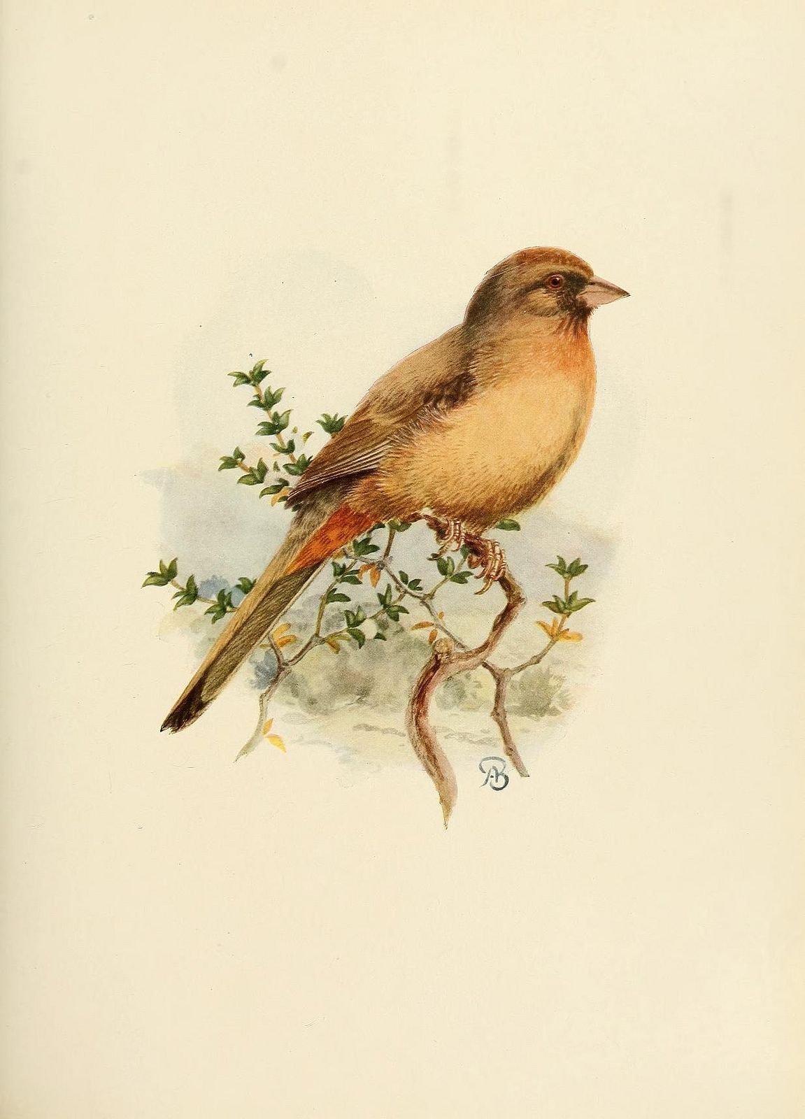 Живопись Лесные птицы