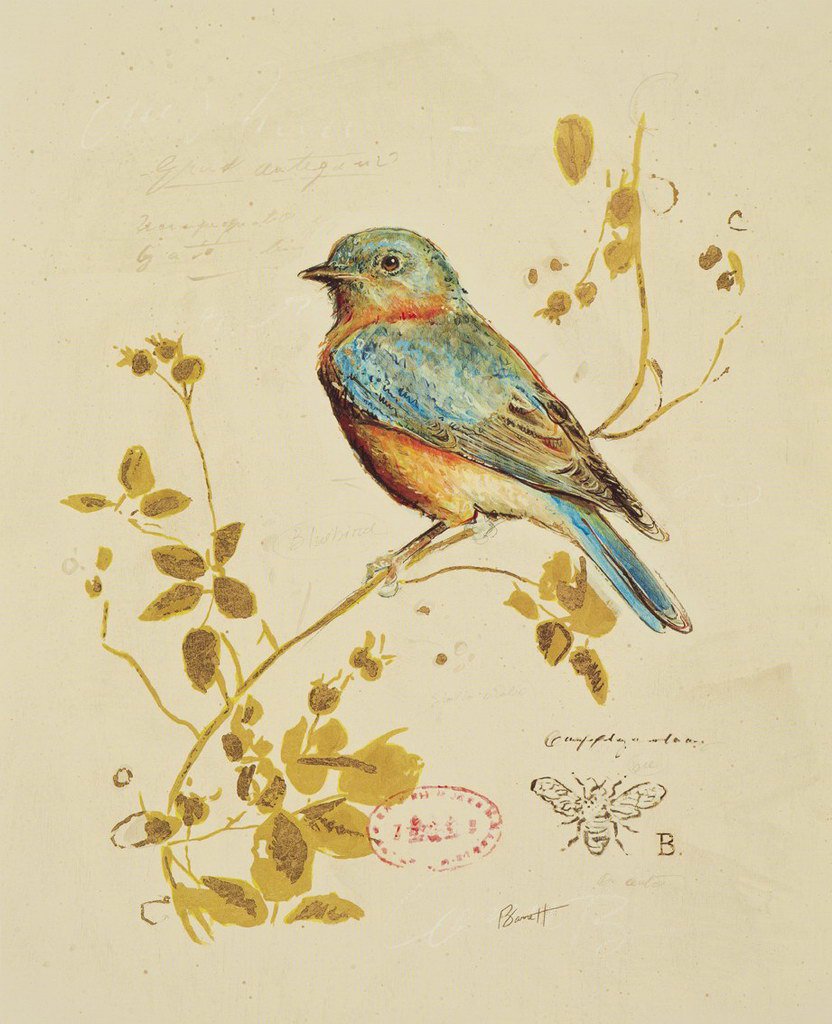 Птичка соловей картинки