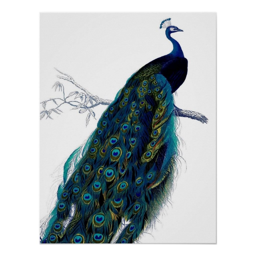 Белый Павлин на черном фоне