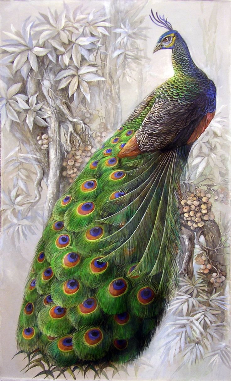 Самые красивые Павлины на свете