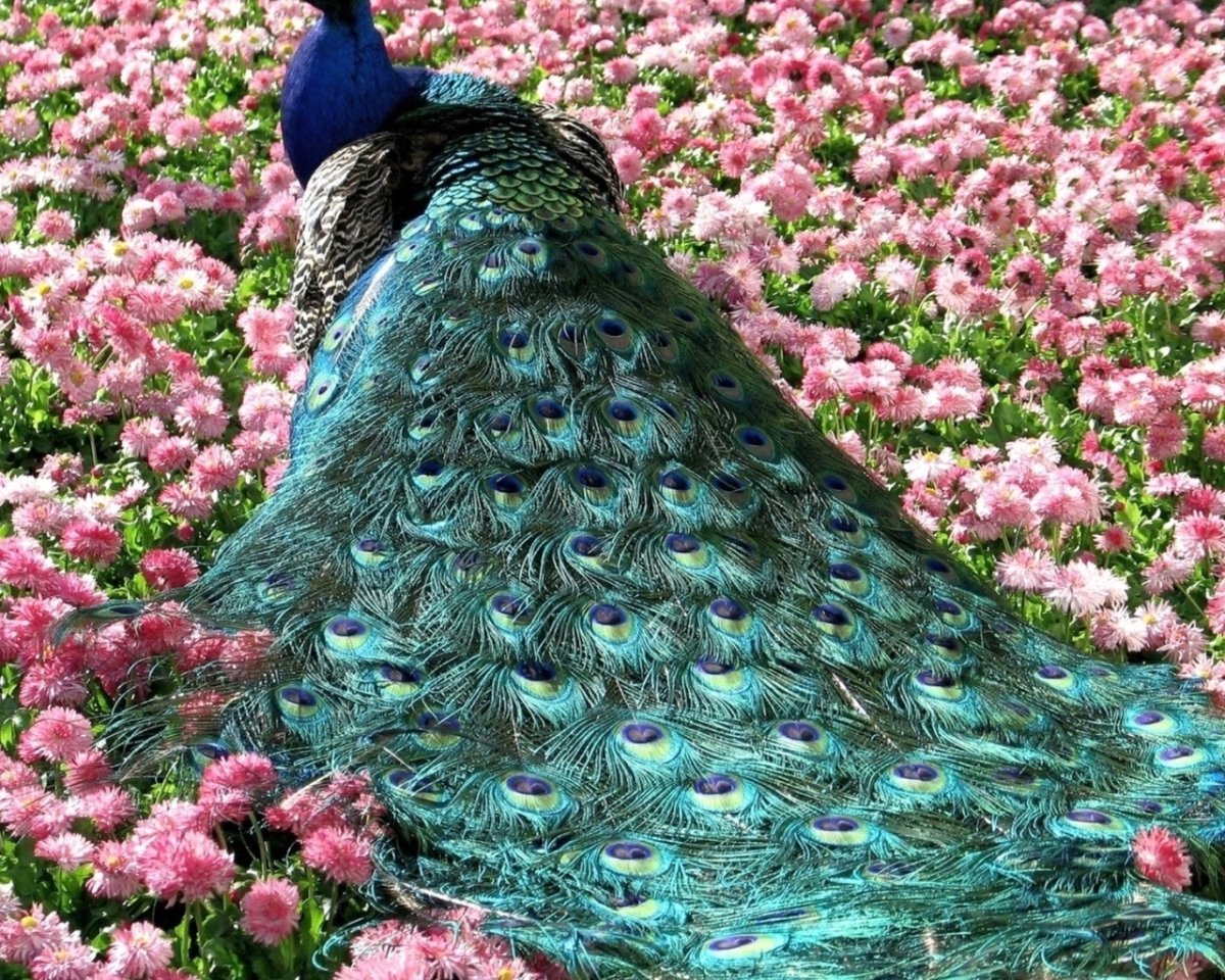 Самые красивые птицы