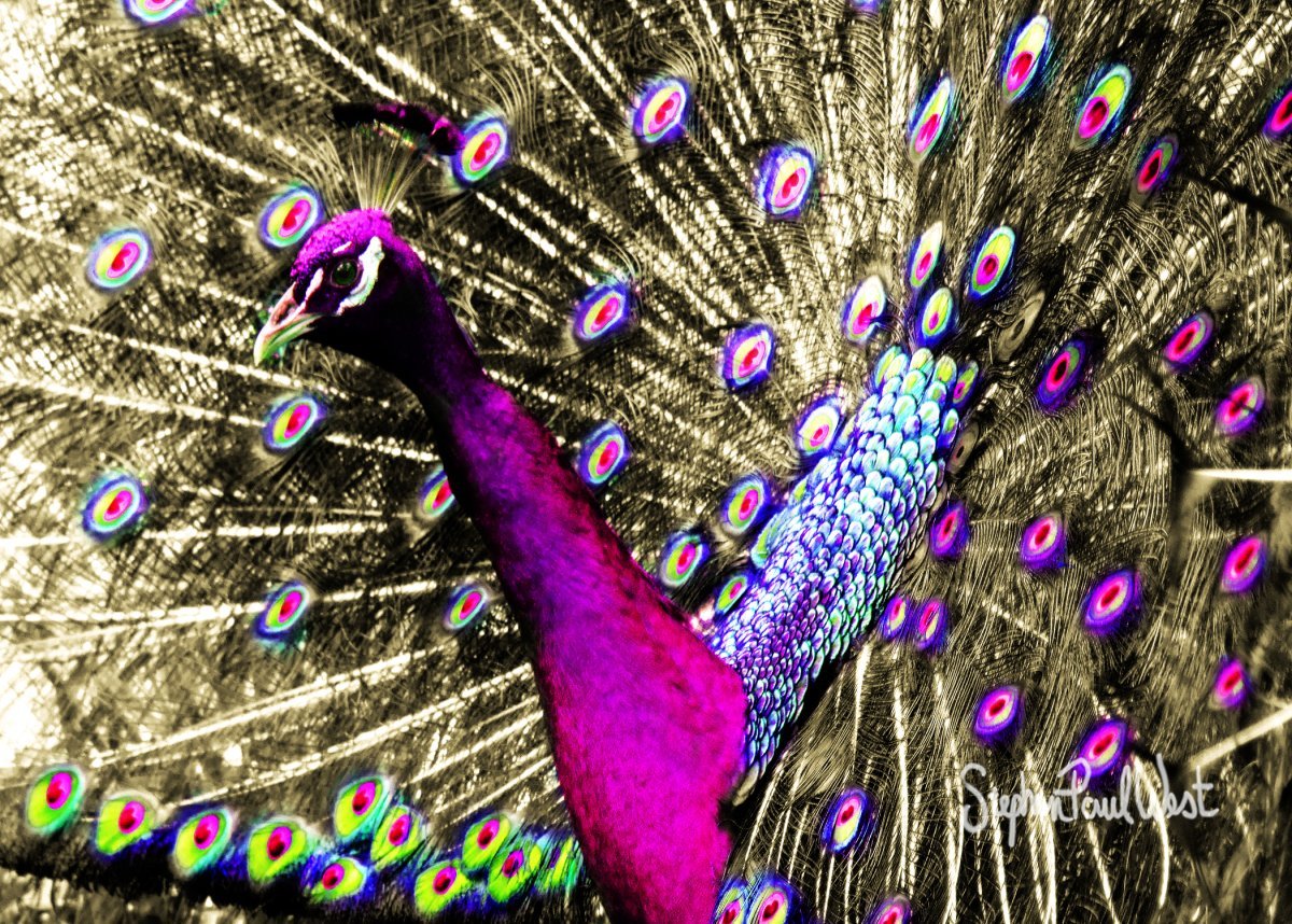 Пурпурно. Черноплечий Павлин