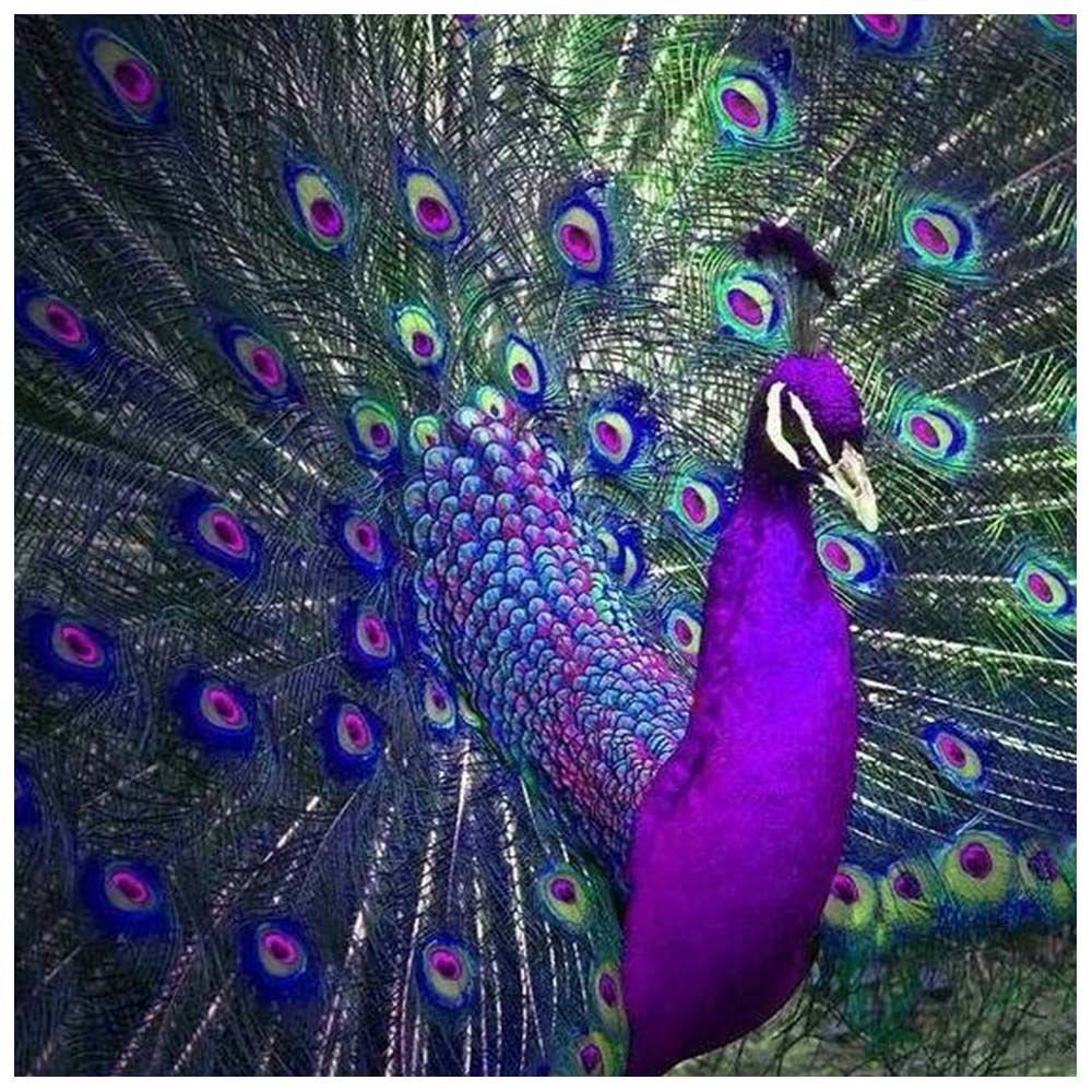 Пурпурно. Черноплечий Павлин