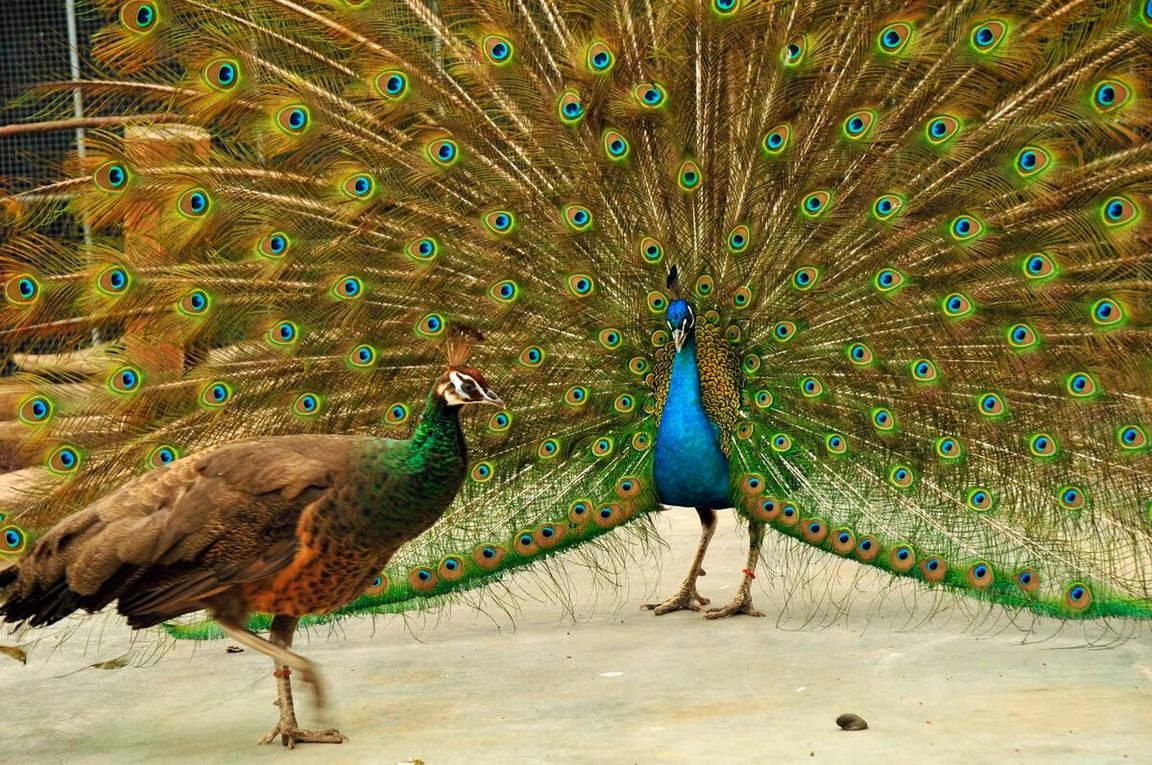 Павлин бронзовый Буфорда