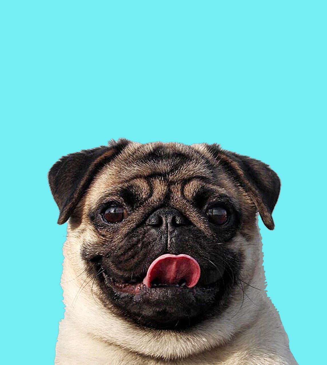 Интересные факты о мопсах