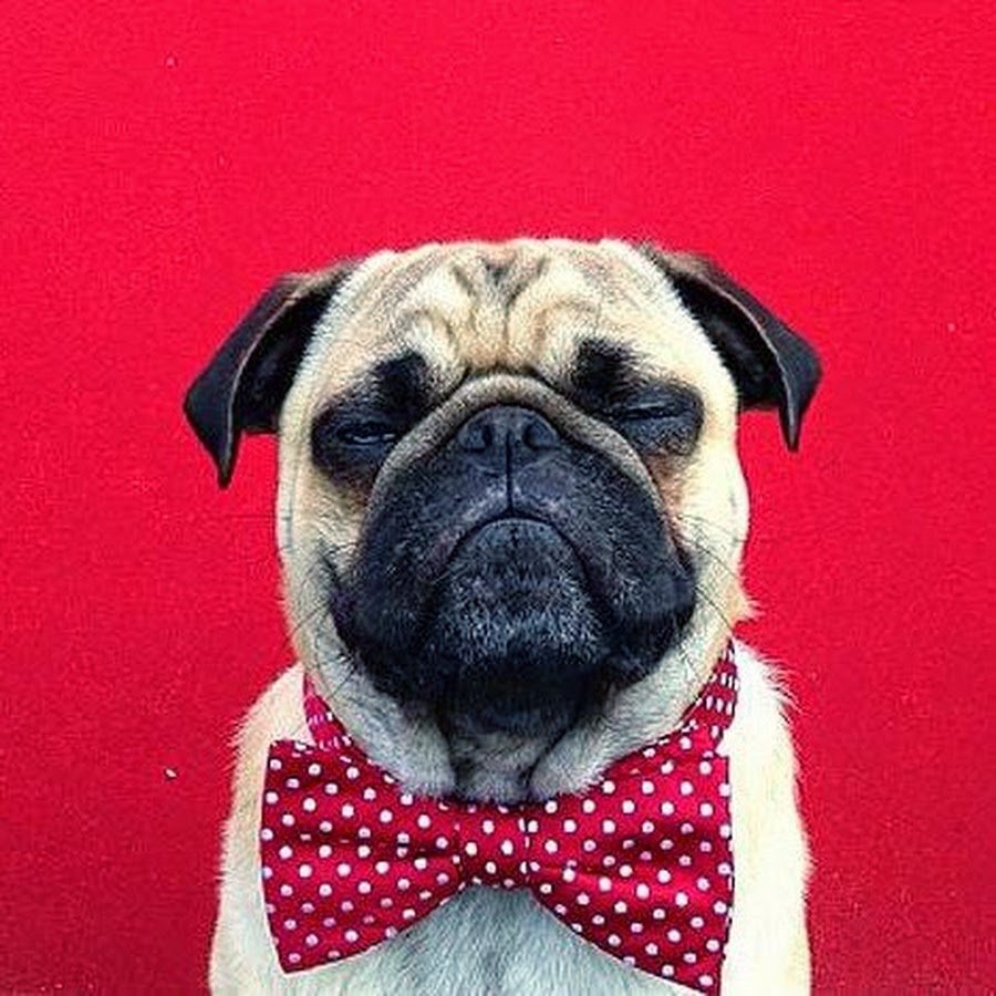 Мопс с бабочкой