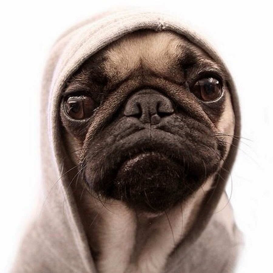 С добрым утром Мопс