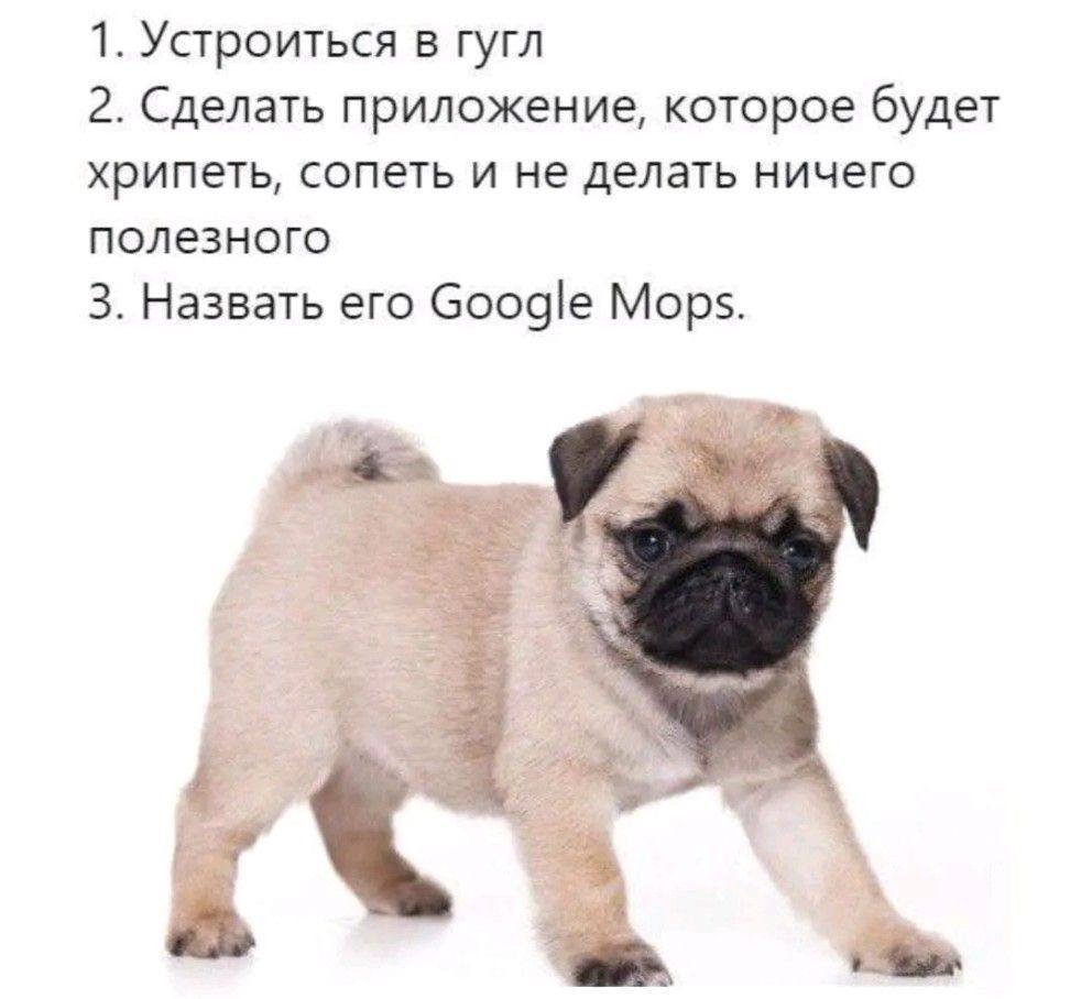 Анекдоты про мопсов