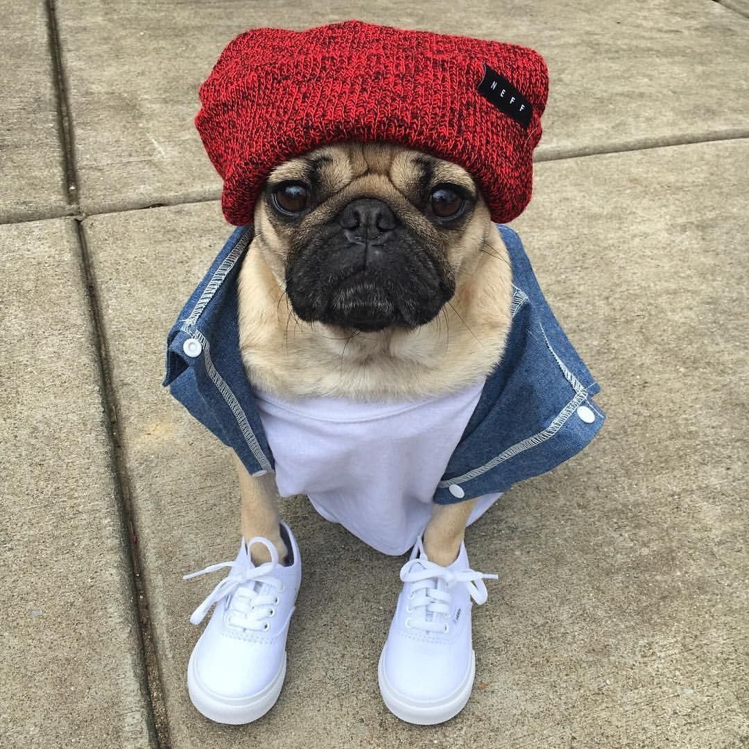 Смешной мопсик