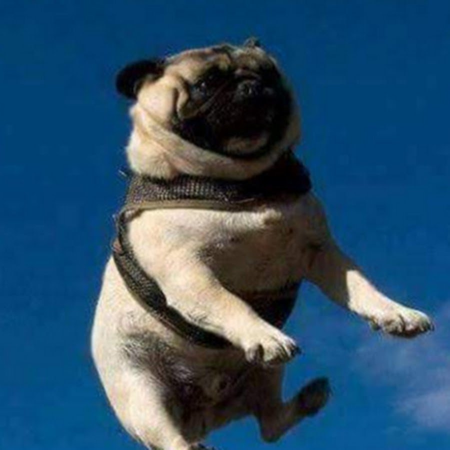 Мопс радуется