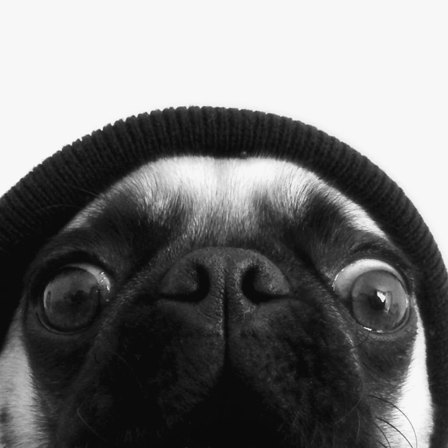 Аватар Мопс