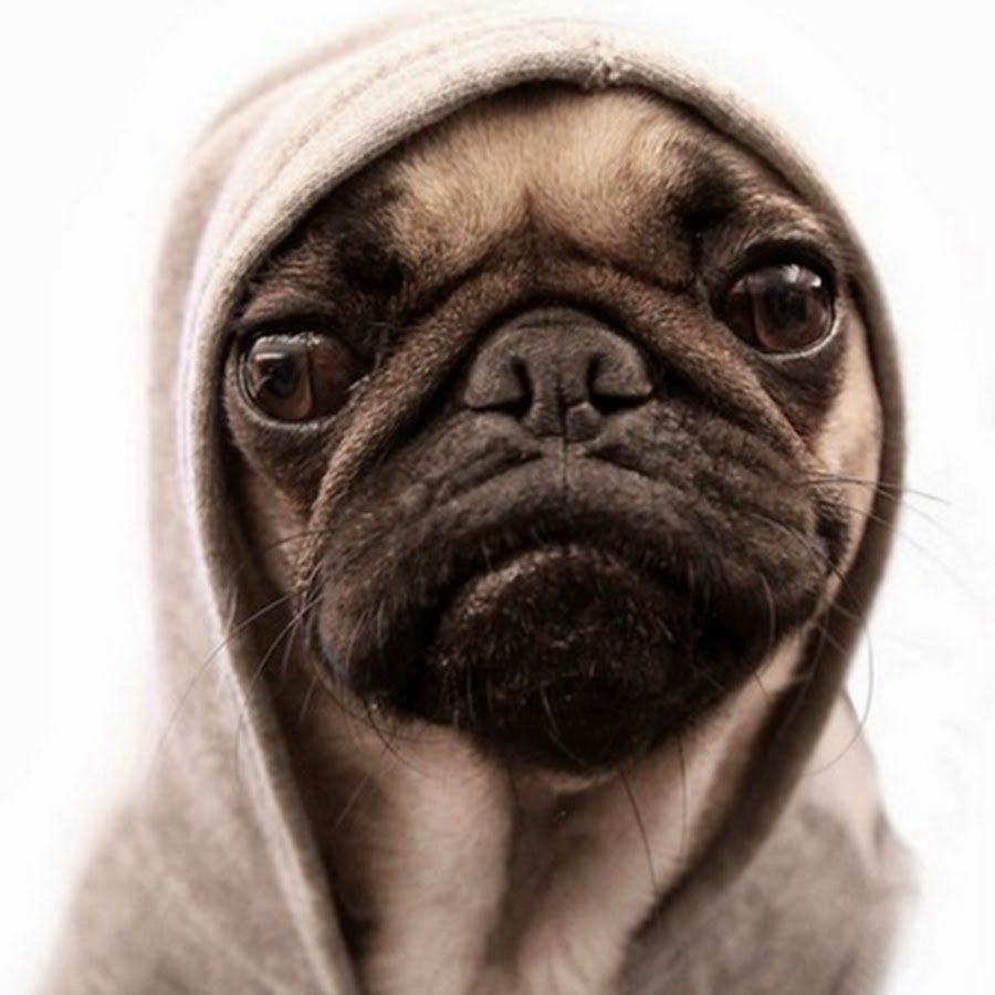 Мопс в капюшоне