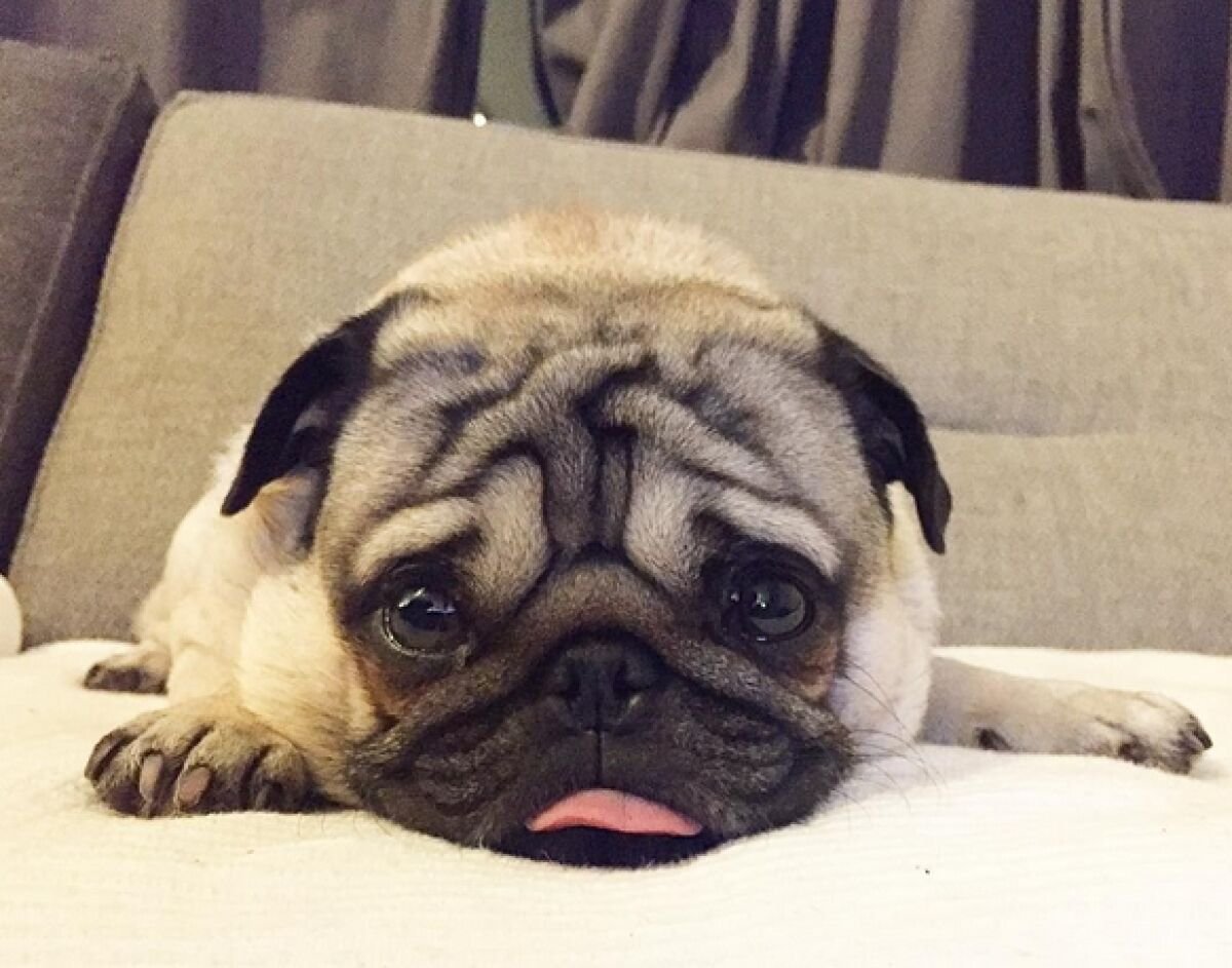 Самый милый и толстый Мопс в мире