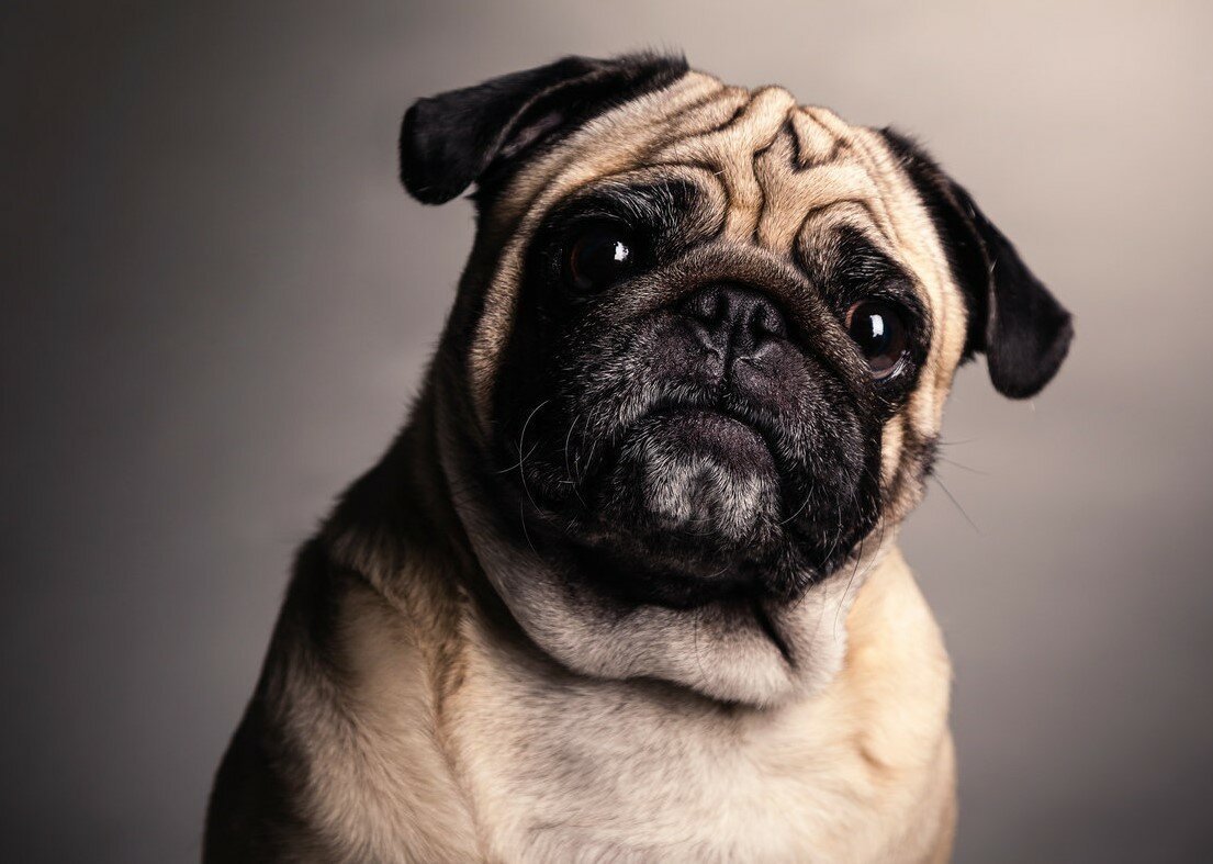 Терьерный Мопс