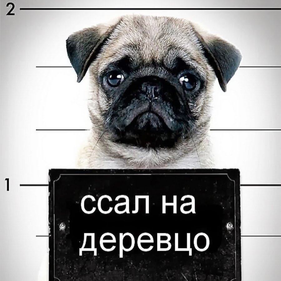 Мопс с табличкой