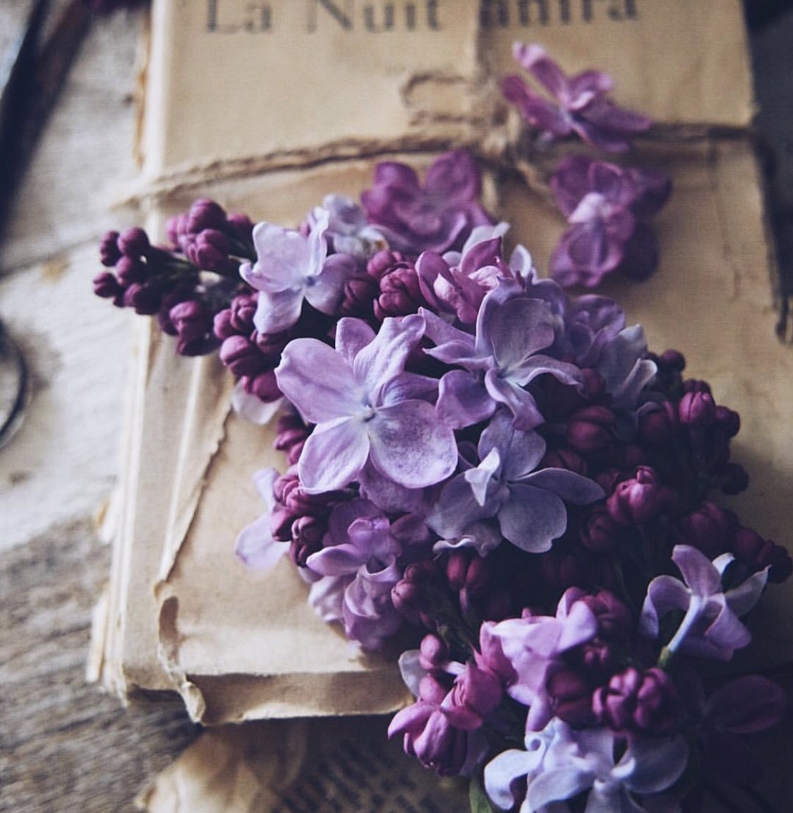 Фиолетовые цветы Эстетика