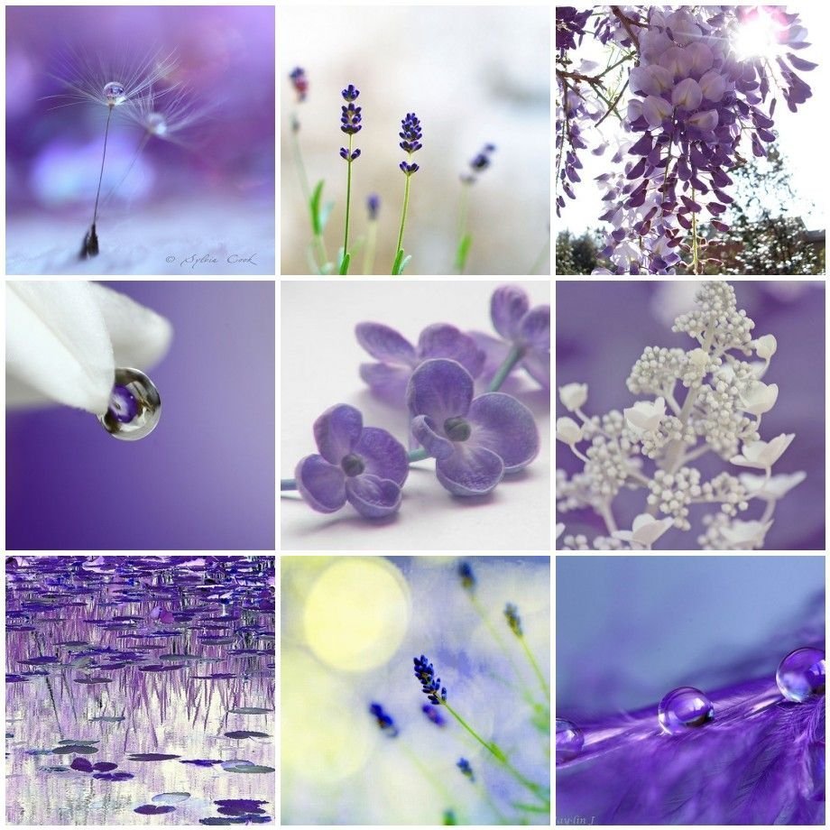 Коллаж в сиреневых тонах