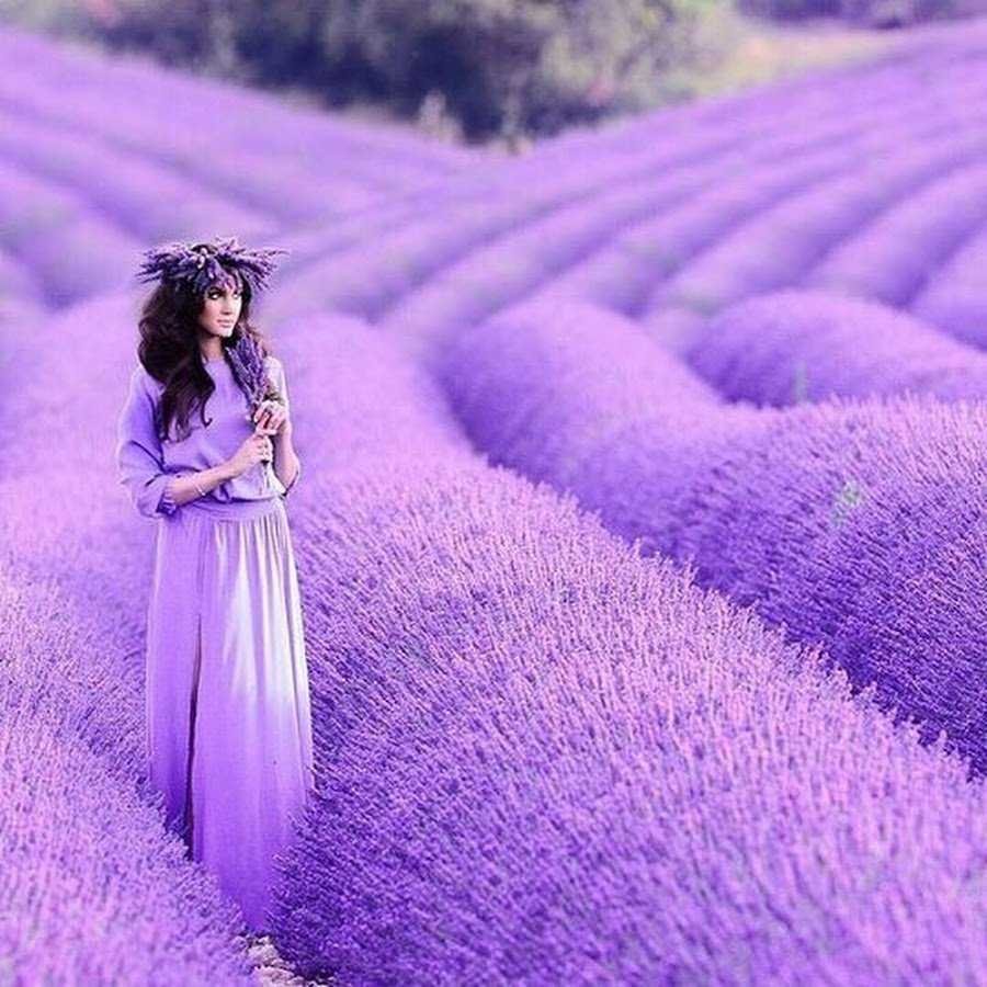 Лаванда и Чжоу