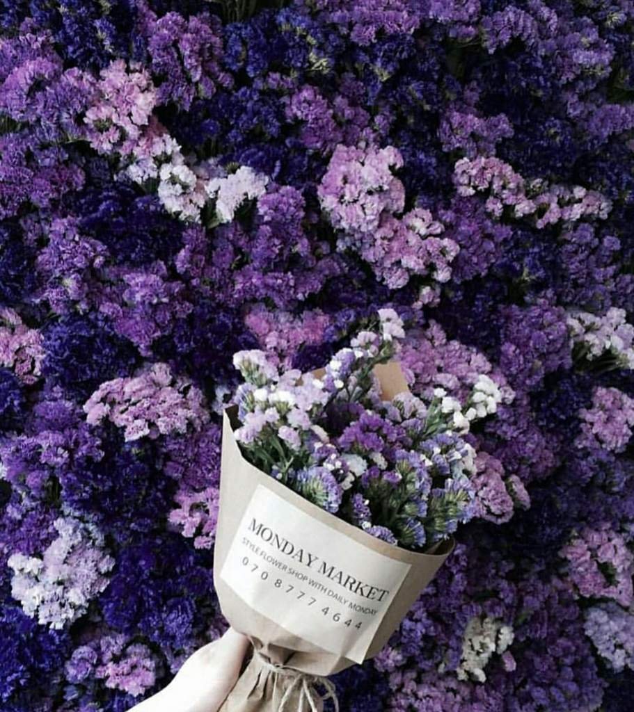 Сирень Хелен