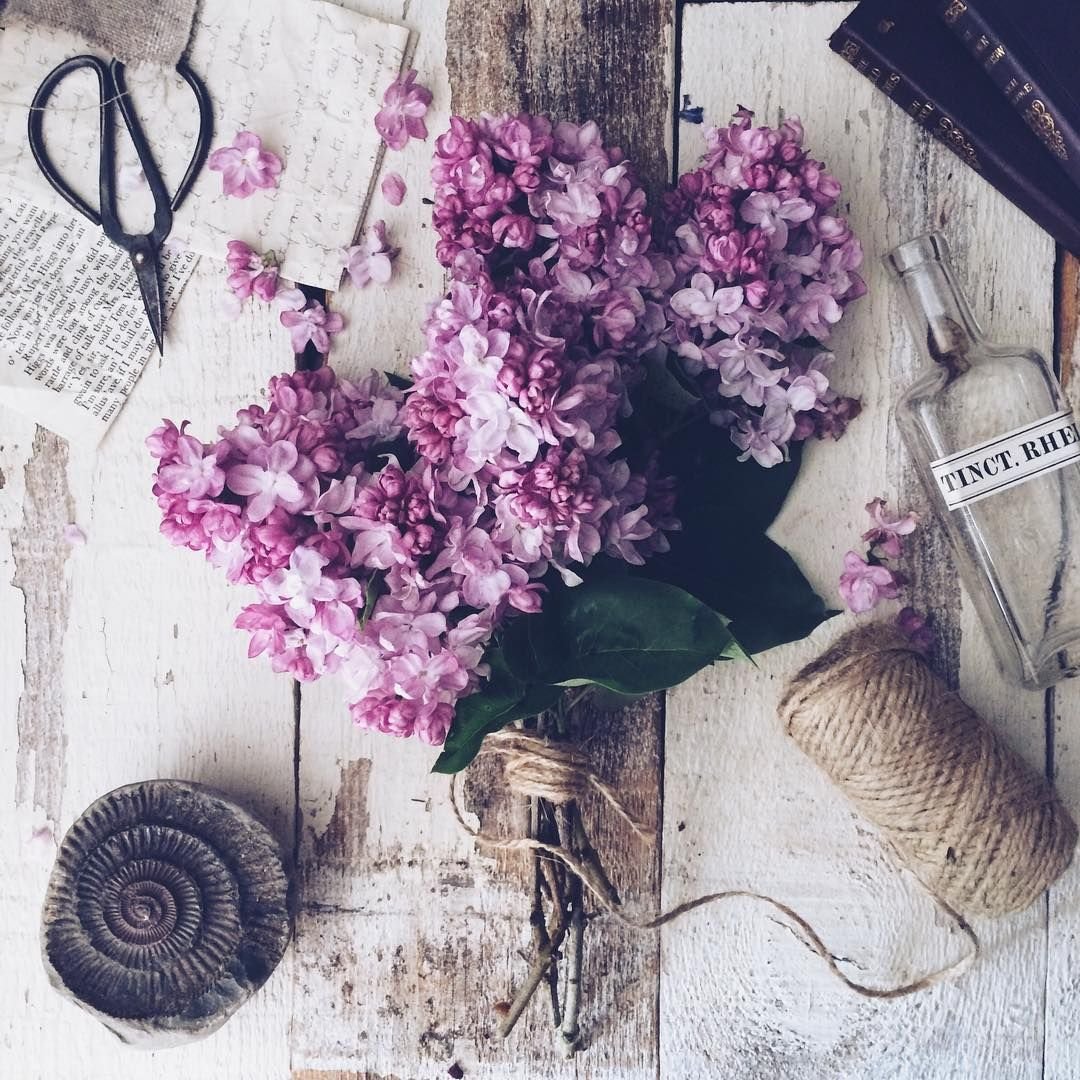 Эстетика цветов сирень