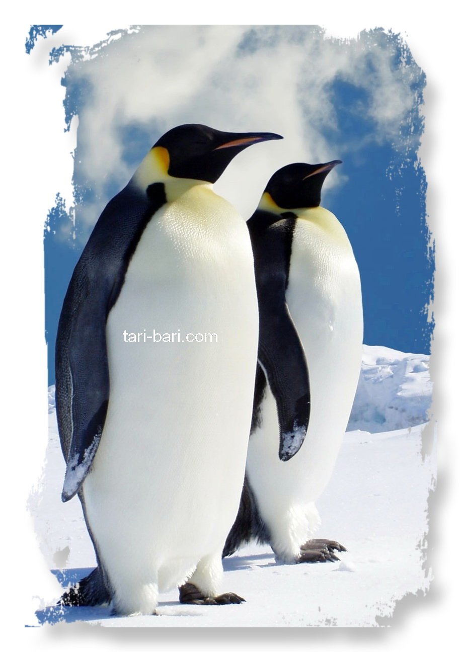 Венценосный Пингвин