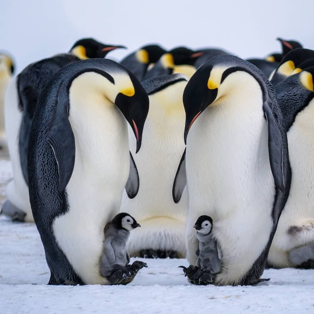 Животные Антарктиды Императорский Пингвин