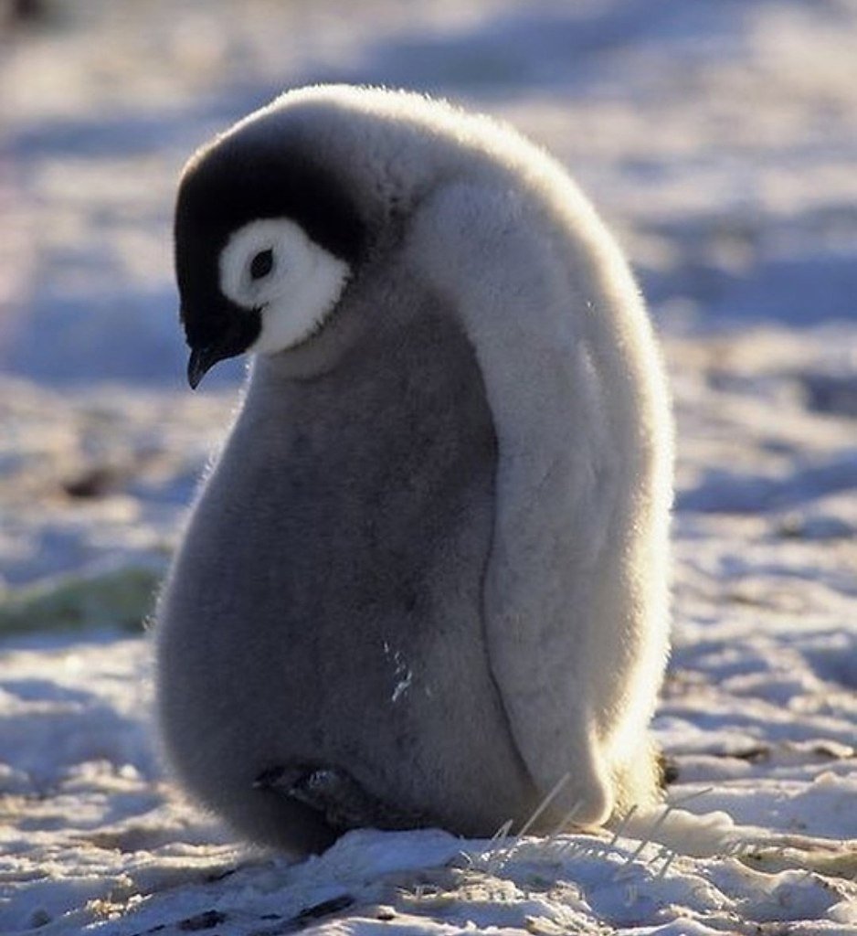 Недовольный Пингвин
