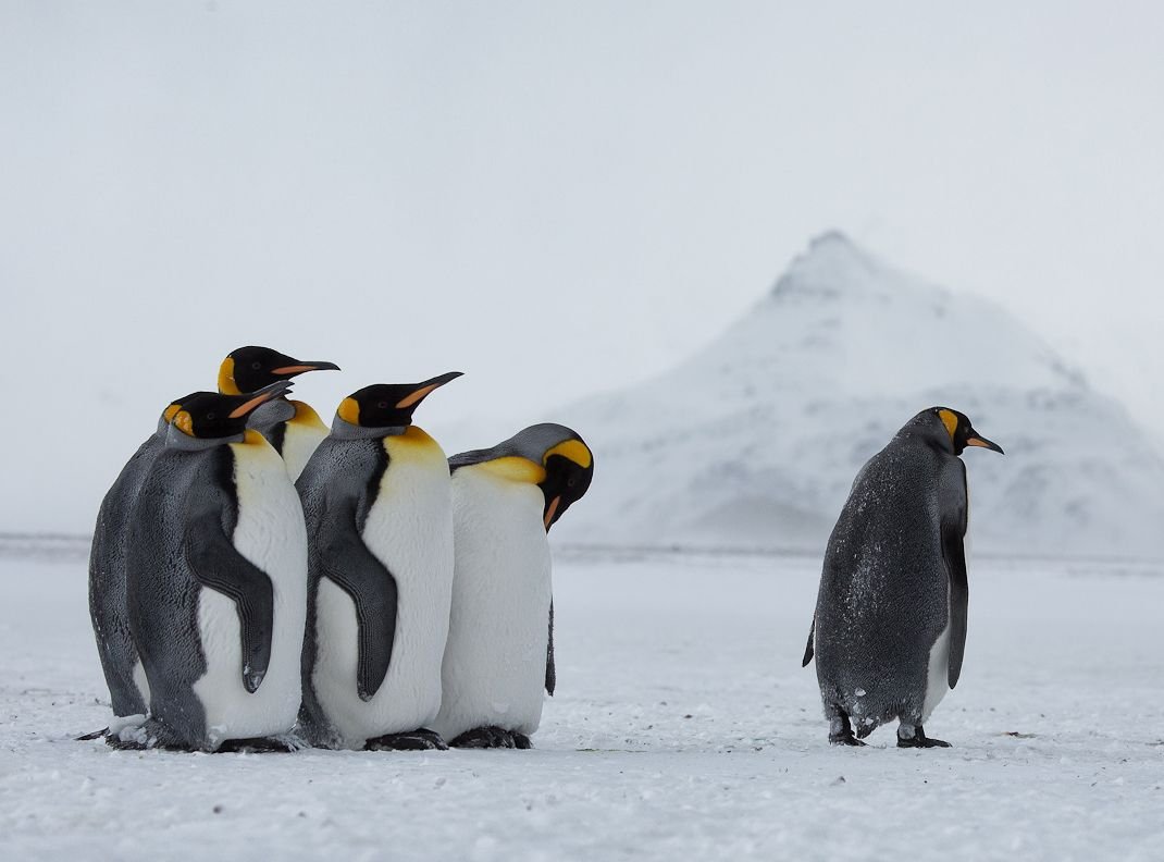 Императорский Пингвин группа