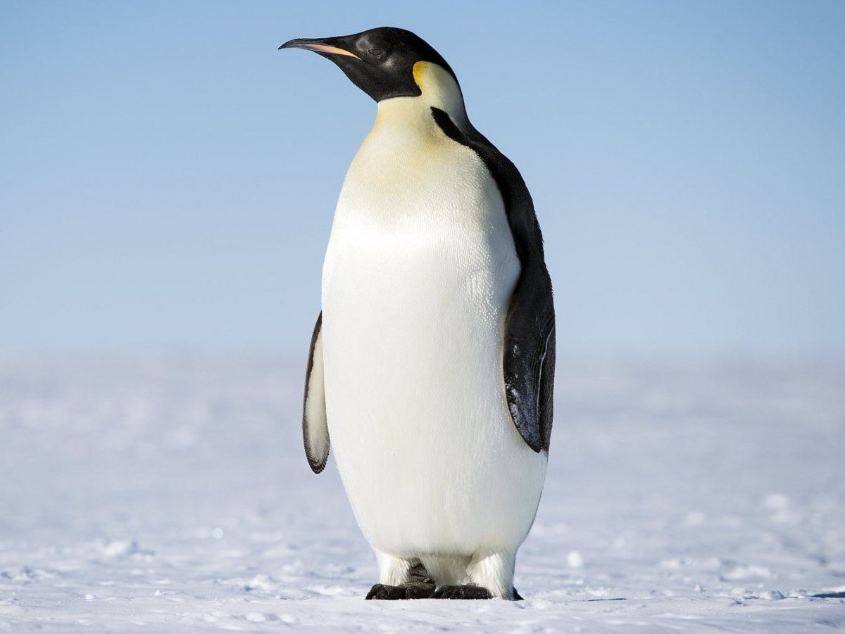 Императорский Пингвин размножение