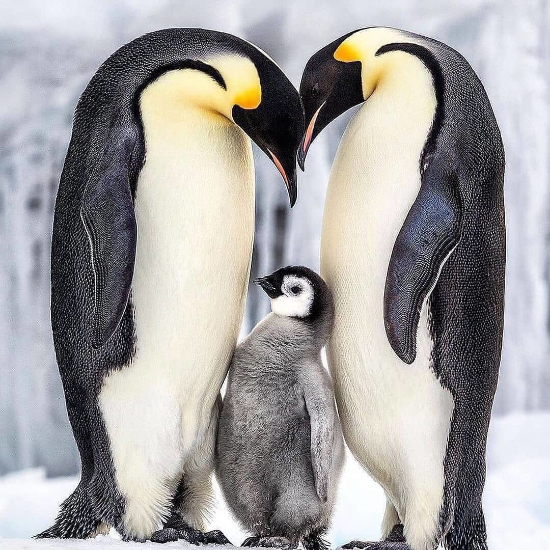 Птенец Императорского пингвина