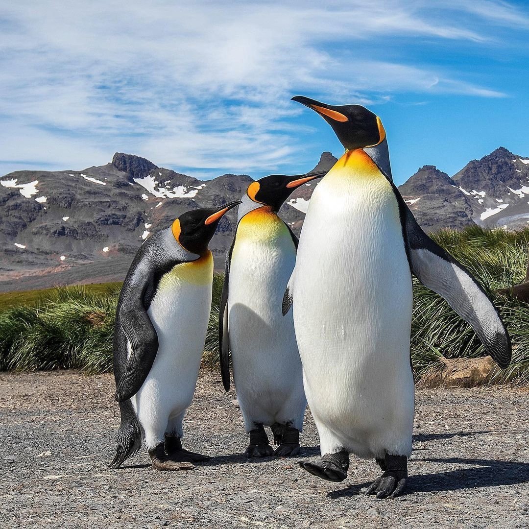 Слоновая черепаха Императорские пингвины