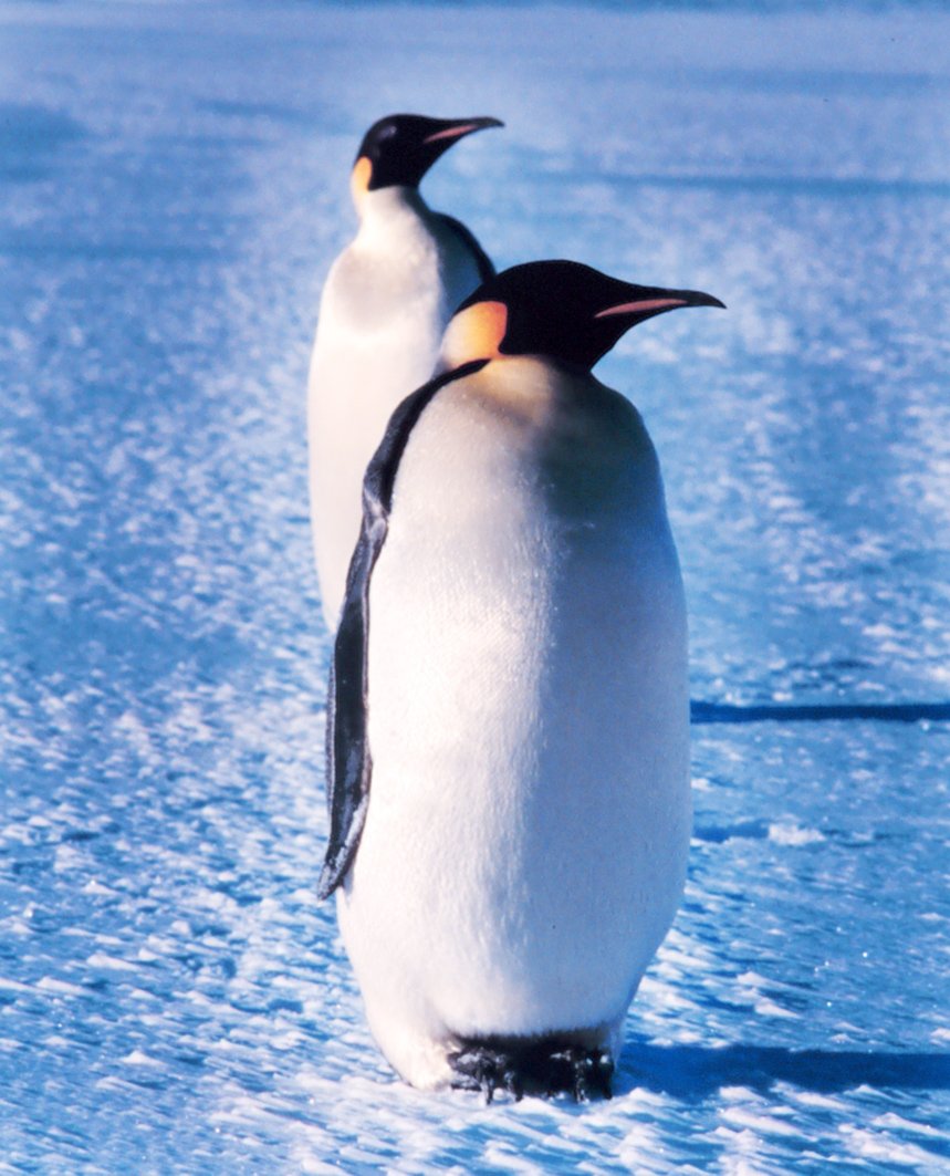 Желтый Королевский Пингвин