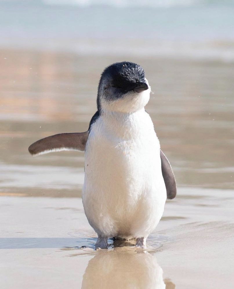 Императорский Пингвин красная книга