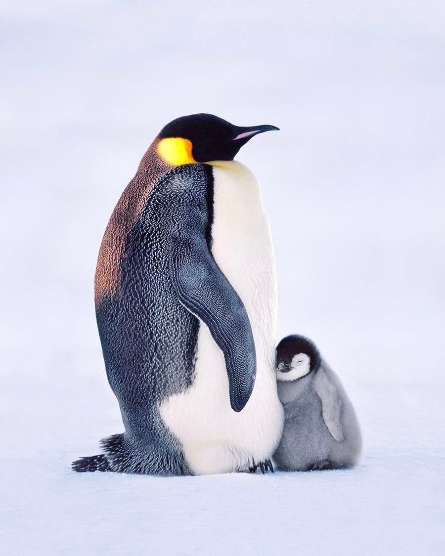 Aptenodytes forsteri