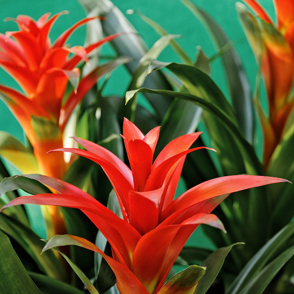 Бромелия гузмания