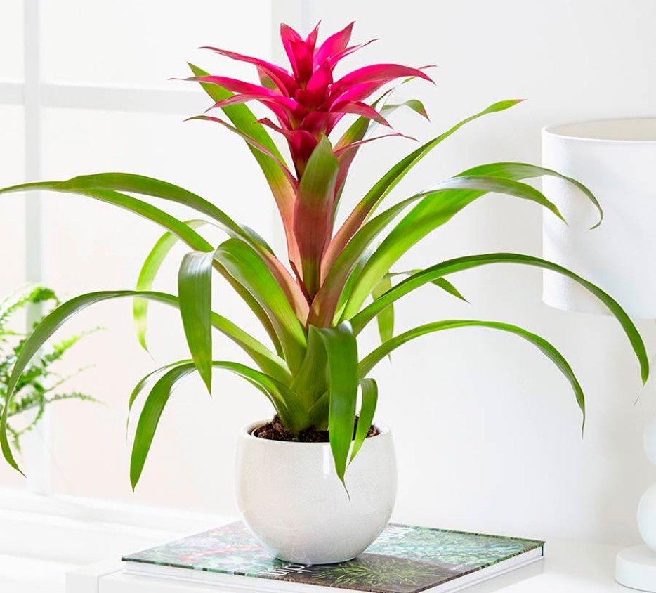 Бромелия гузмания