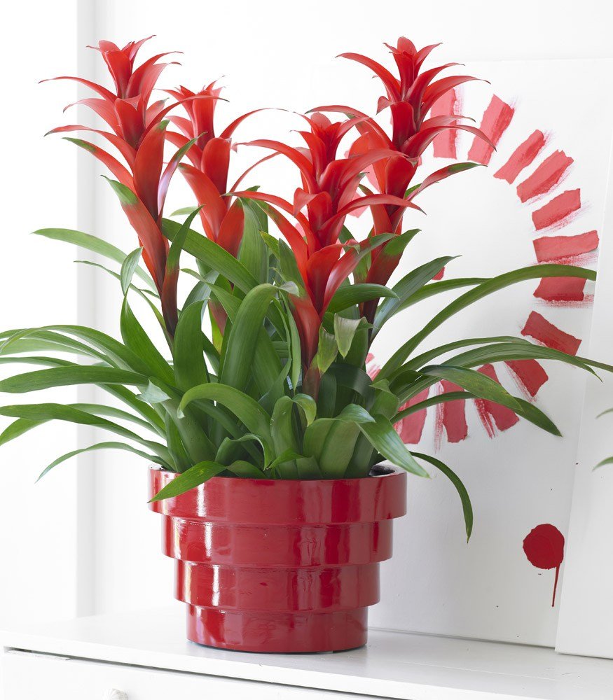 Бромелия гузмания