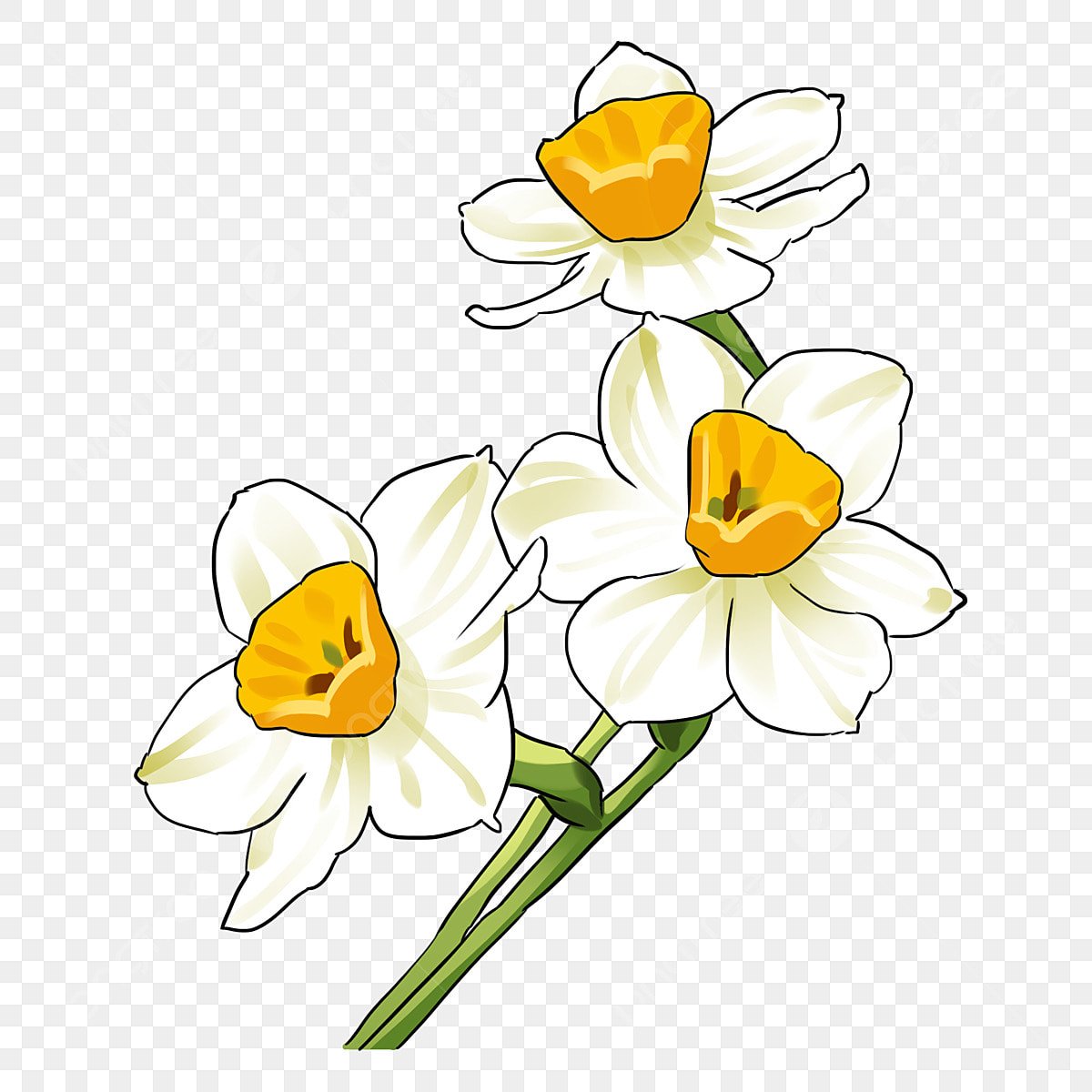Нарисованные белые нарциссы