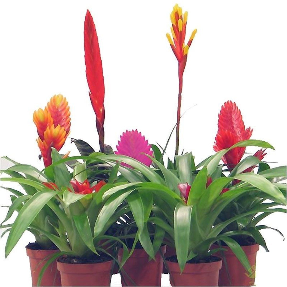 Бромелия Эхмея цветок