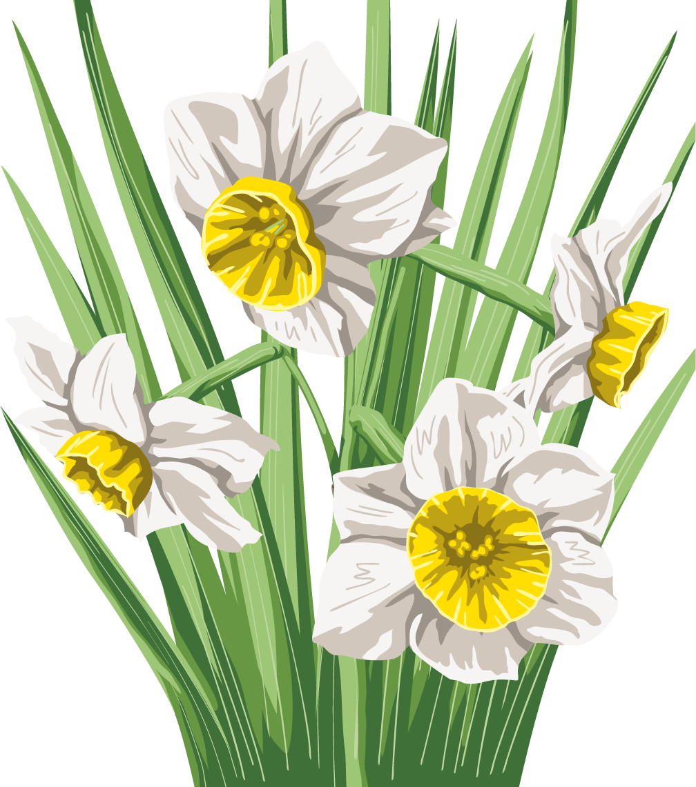 Цветок Нарцисс вектор