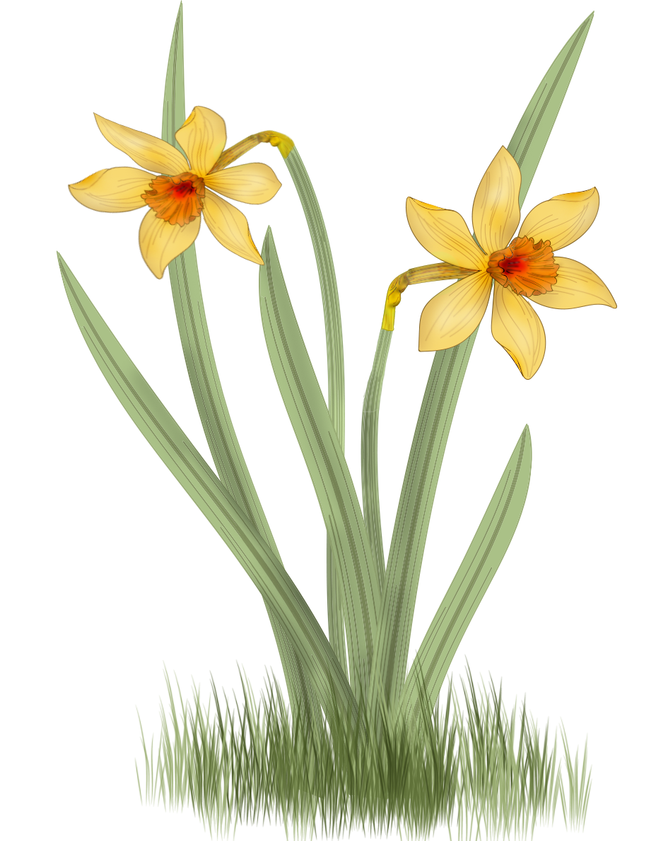 Нарцисс для детей